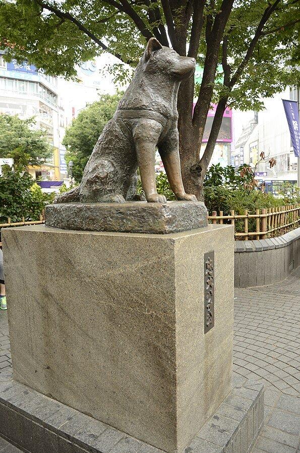Hachiko the loyal dog